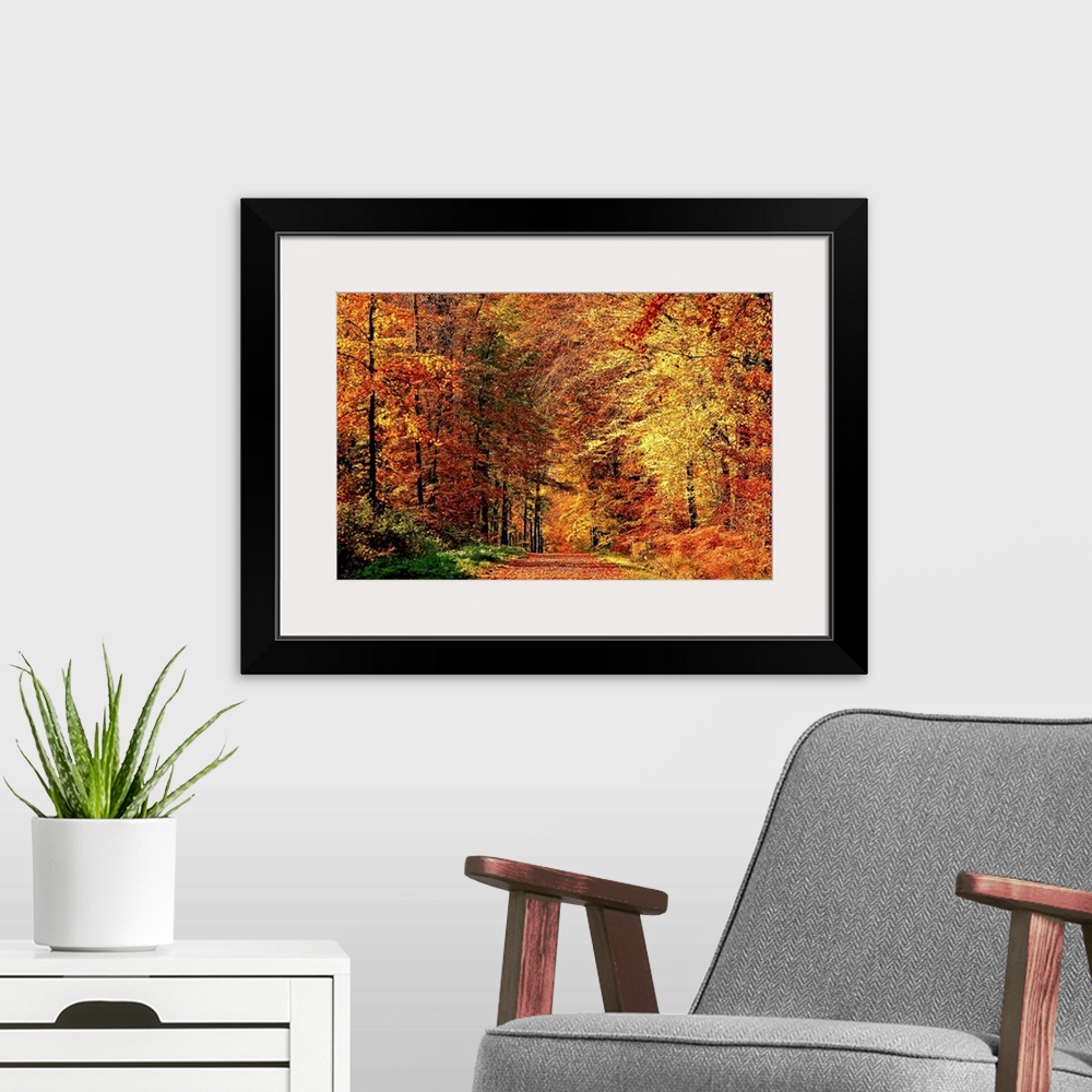 A modern room featuring A road that becomes a tunnel through a forest full of fall colors in this horizontal photograph.