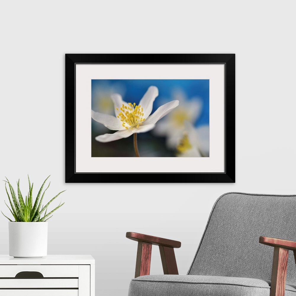 A modern room featuring Macro image of a white flower with a bright yellow center with a shallow depth of field.