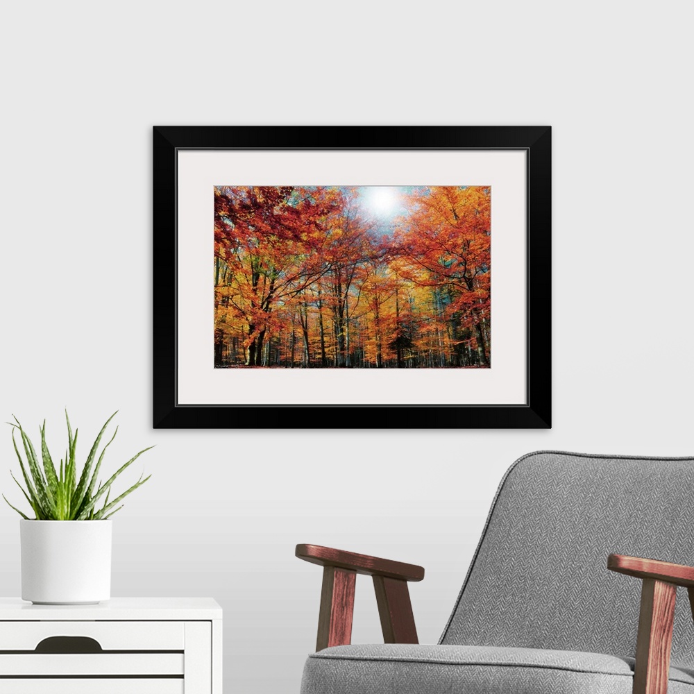 A modern room featuring Fall Colored Trees