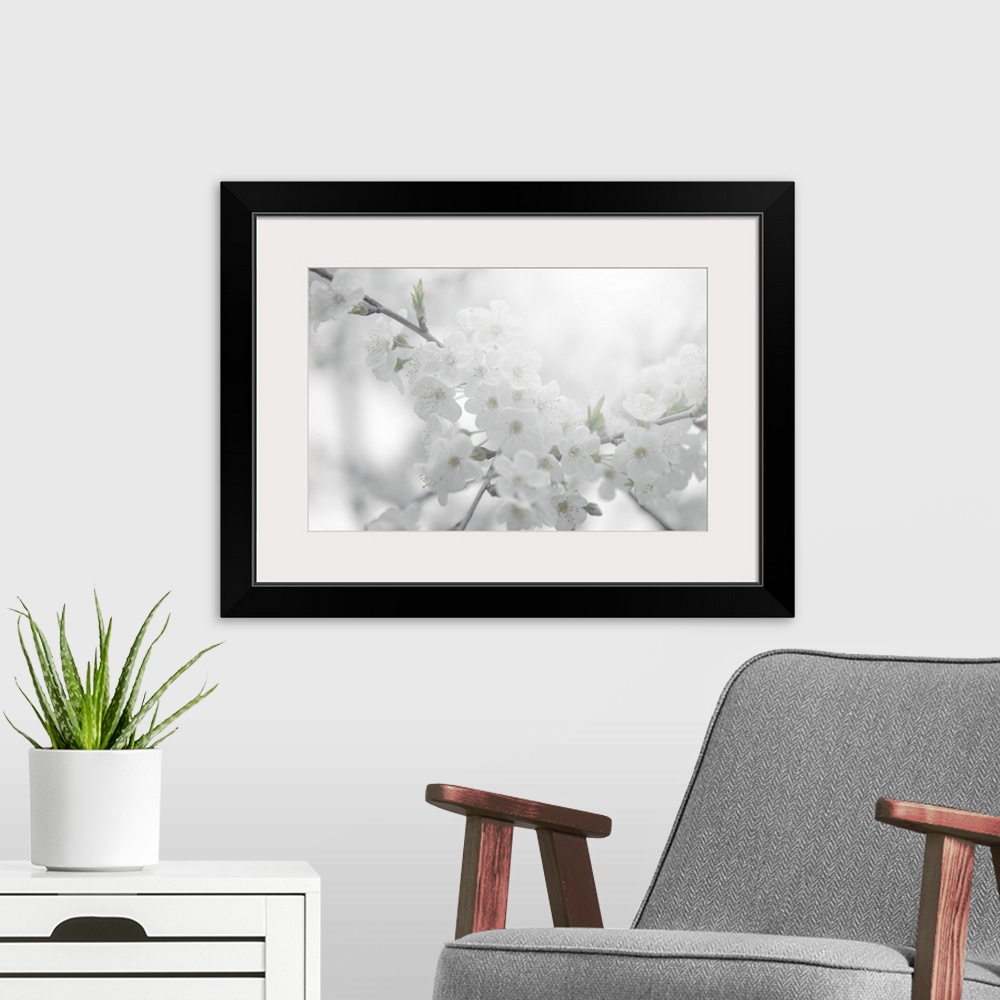 A modern room featuring A black and white photograph of soft white flowers surrounded by light.