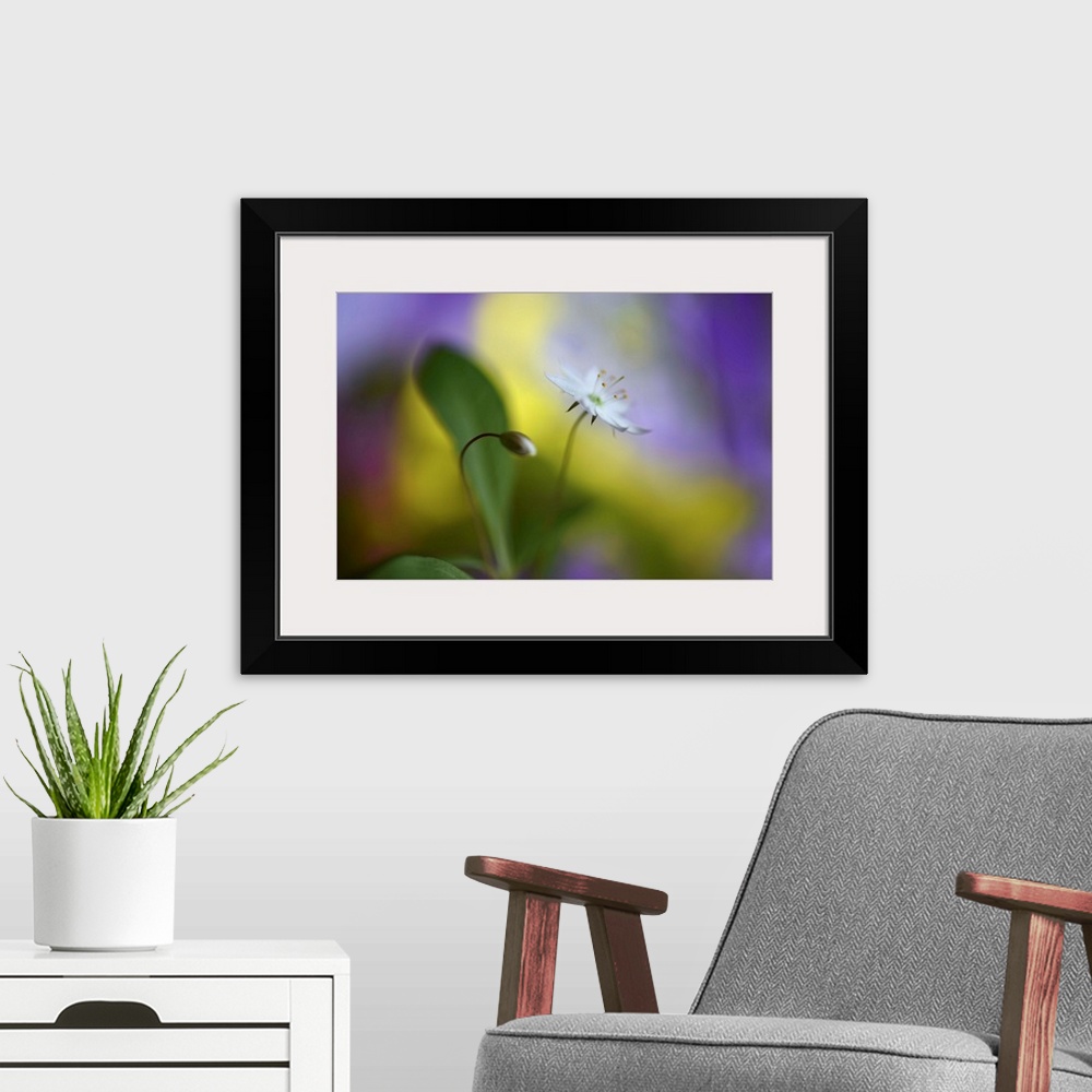 A modern room featuring Soft focus macro image of a flower and a bud against yellow and purple light.
