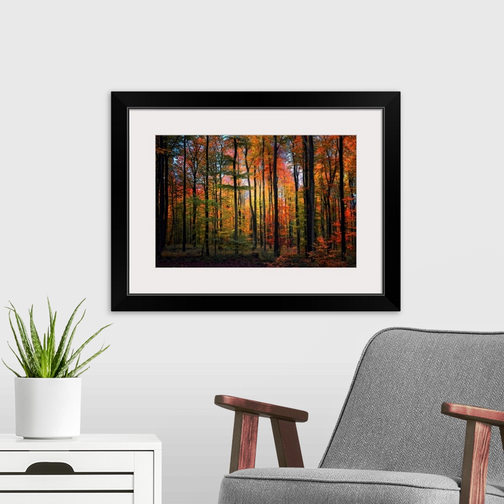 A modern room featuring Wall art of a landscape photograph of slender, straight trees in a forest with a rainbow of autum...
