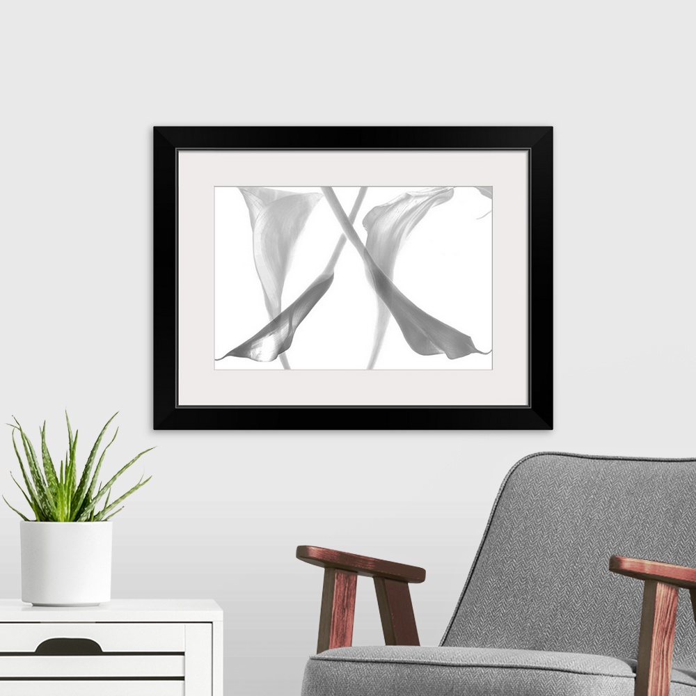 A modern room featuring Diaphanous calla lilies. This artwork represents the callas flowers in monochrome and the look tr...