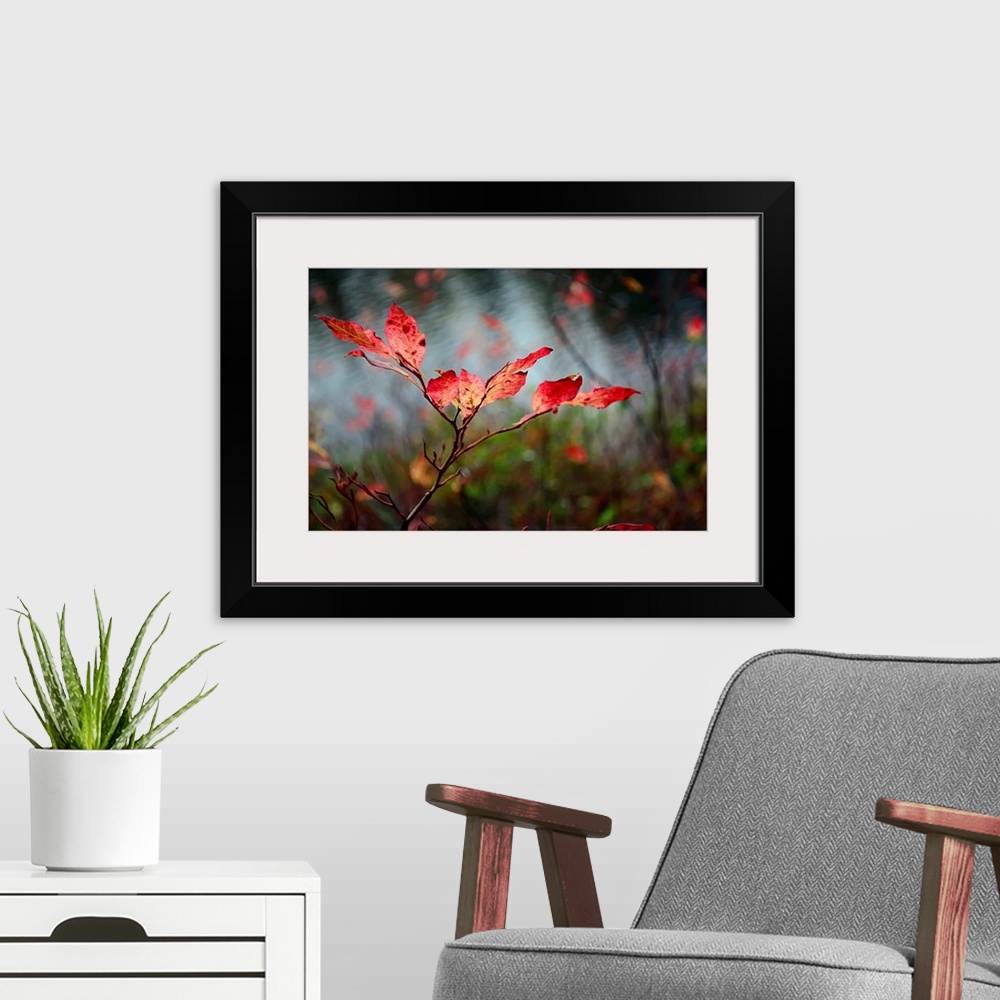 A modern room featuring A close photograph taken of red leaves still on the branch with other branches and water in the b...