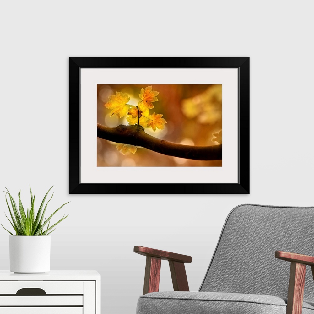 A modern room featuring Large canvas of a close up photo of a small branch sprouting off a thicker branch in the fall as ...