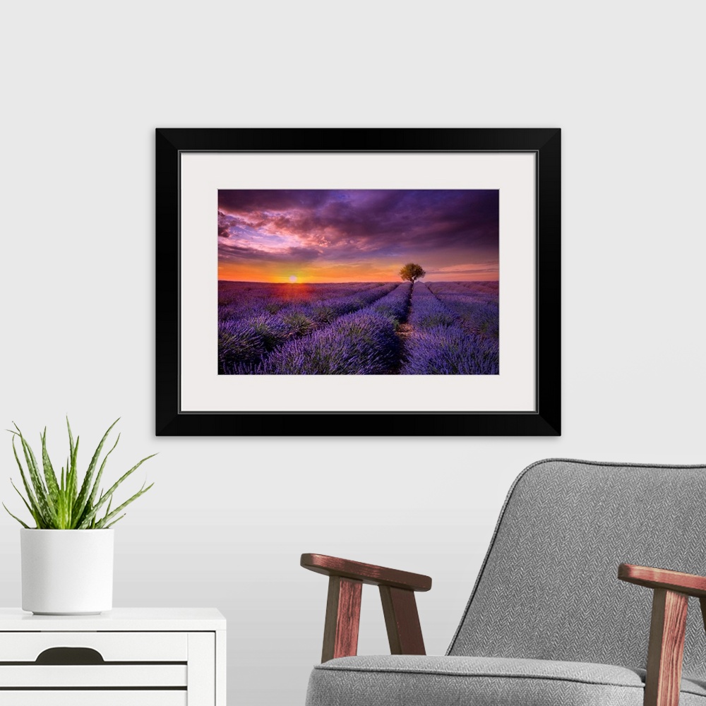 A modern room featuring Photograph of lavender fields at sunset with a lone tree standing guard in the distance.
