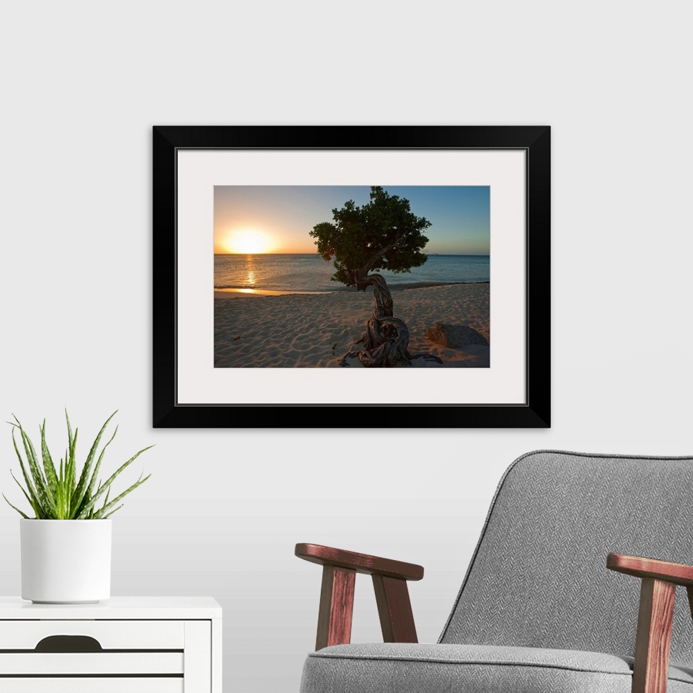 A modern room featuring A lone,  fofoti tree growing on a sandy beach as the sun sets of the ocean in Aruba.