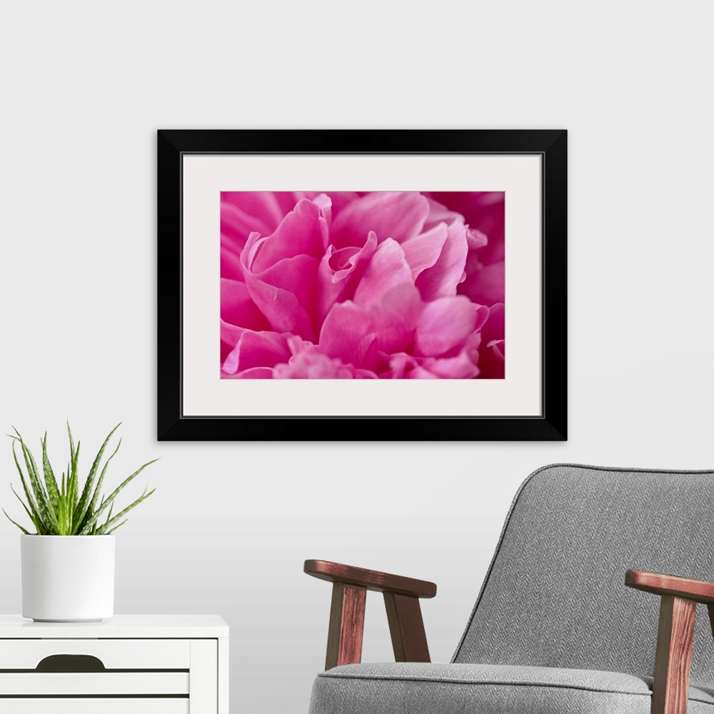 A modern room featuring Peony petal in close-up
