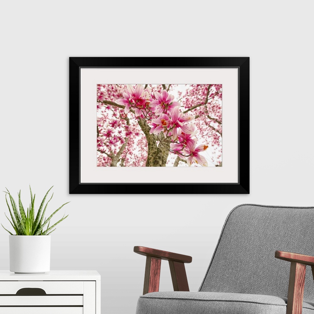A modern room featuring Pink Magnolia Tree Bloom.