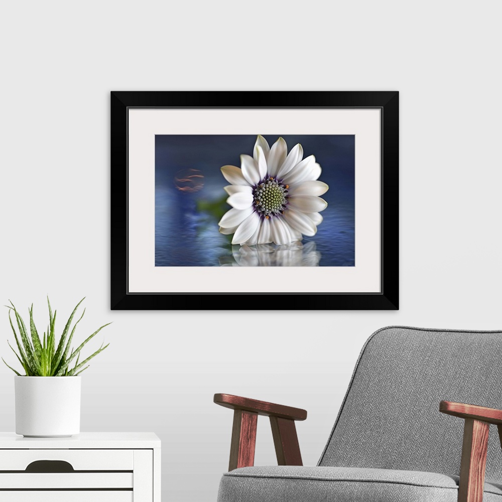 A modern room featuring A macro photograph of a white flower sitting in shallow water.