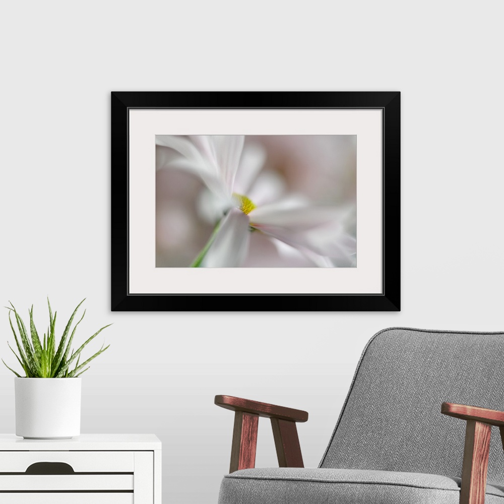 A modern room featuring Soft focus macro image of white petals on a daisy.