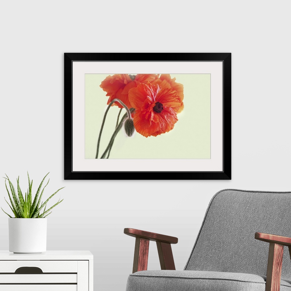A modern room featuring Close-up of poppies.