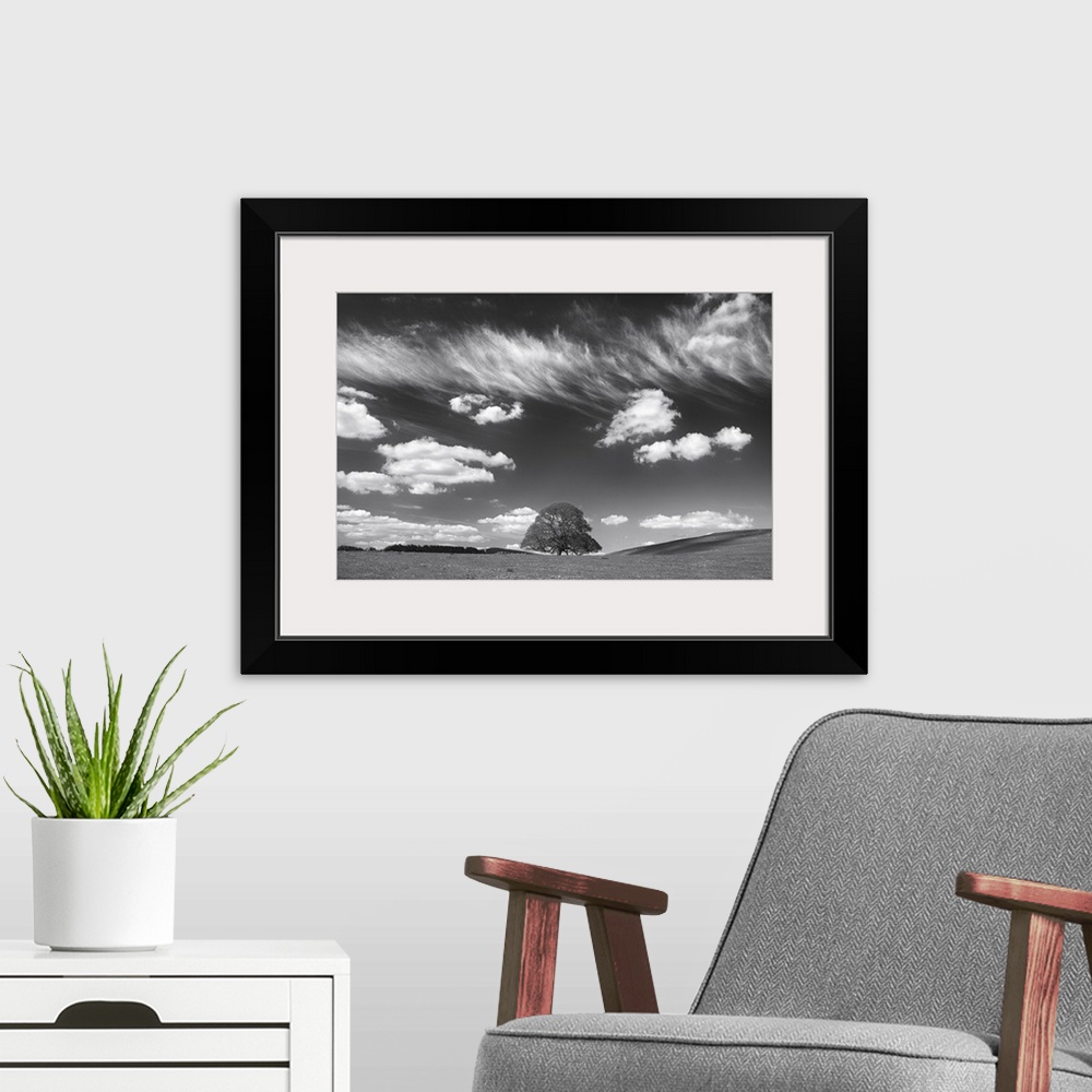 A modern room featuring Black and white photograph of a large lone tree in a big field under a wispy cloud sky.