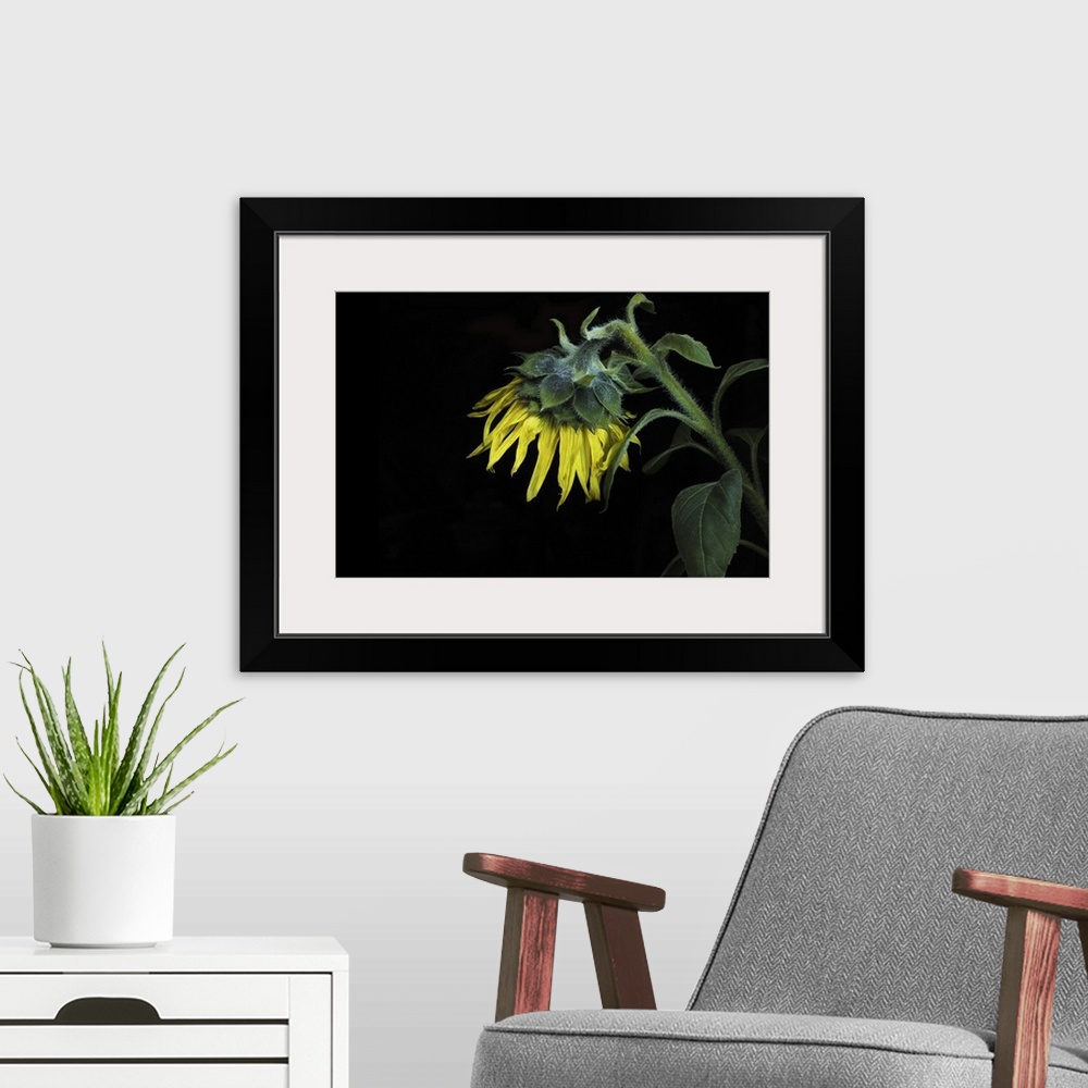 A modern room featuring Close-up of a sunflower on a black background