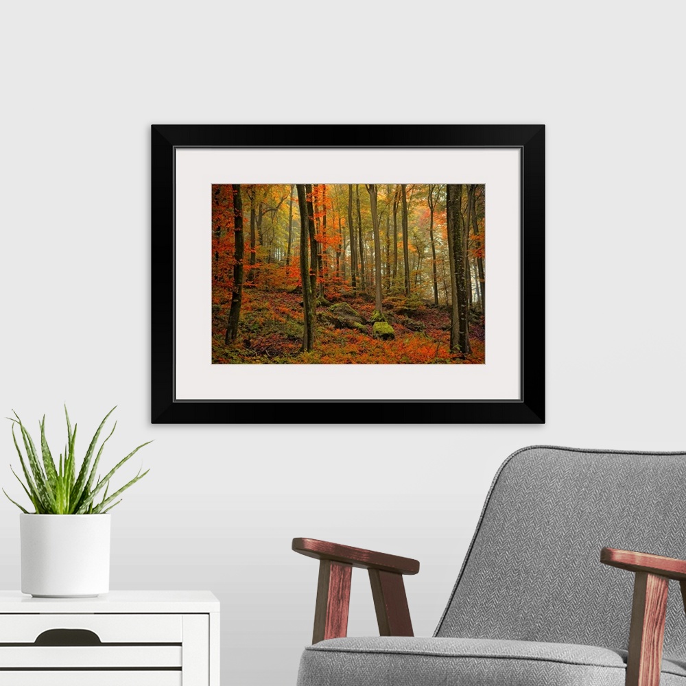 A modern room featuring Photograph of fall foliage in a dense forest with large moss covered rocks.