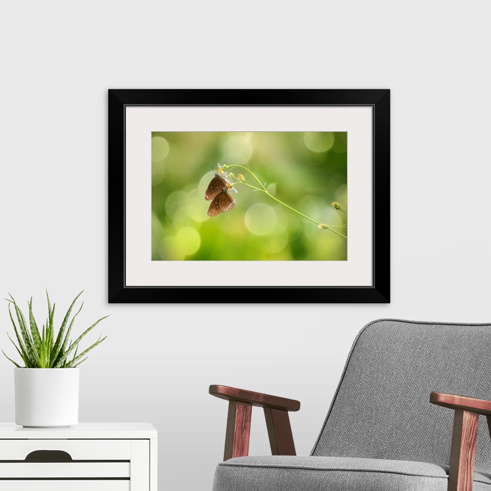 A modern room featuring Two butterflies drinking nectar from white flowers, with a bokeh background.