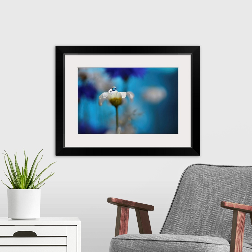 A modern room featuring Macro photograph of a daisy with a dew drop on top with cornflowers and daisies in the blurred ba...