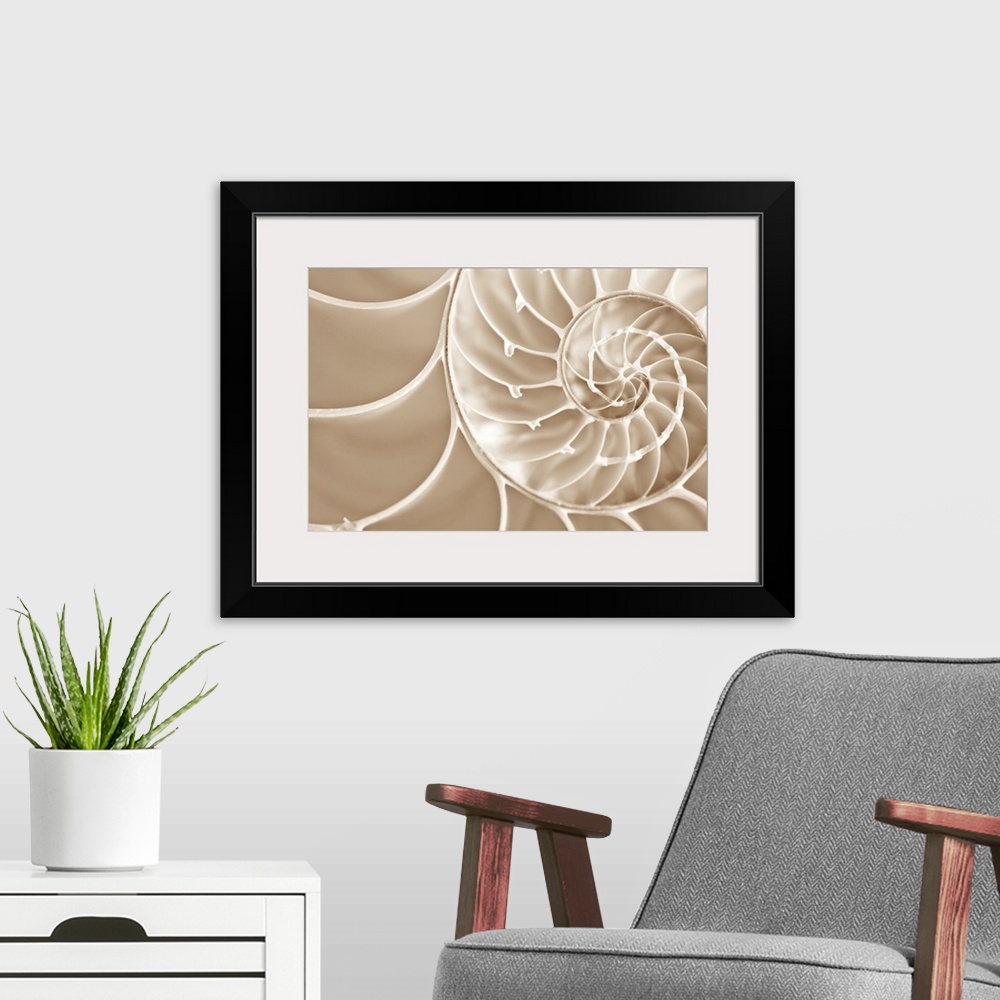 A modern room featuring Up close photograph of spirals in a nautilus seashell.