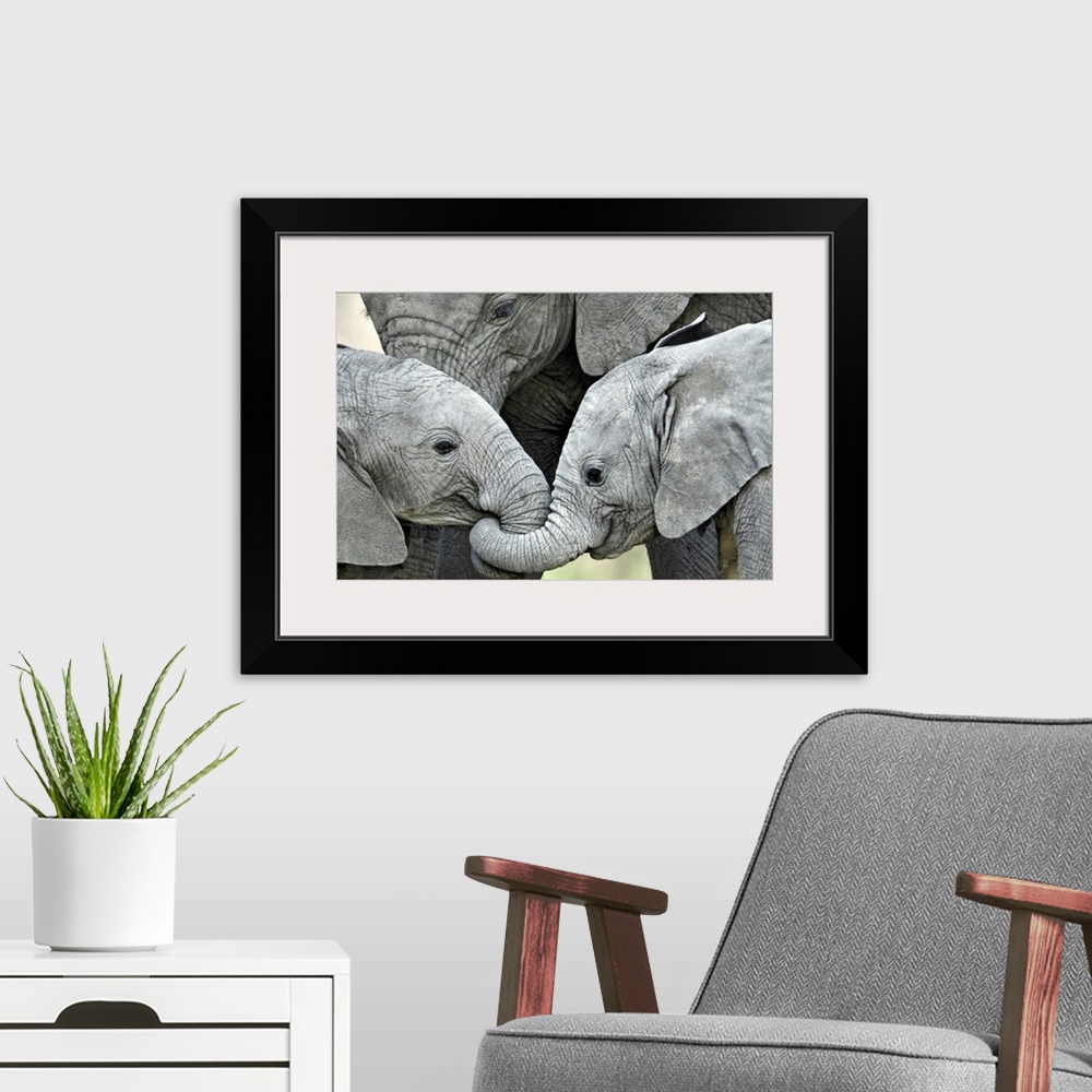A modern room featuring Giant, landscape photograph of two baby elephants facing each other, with their trunks intertwine...
