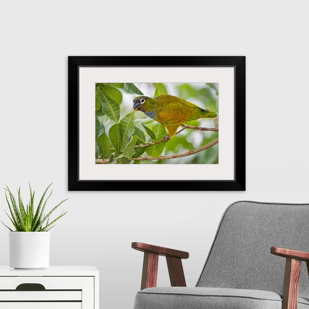 A modern room featuring Close up of a Scaly Headed parrot Pionus maximiliani Three Brothers River Meeting of the Waters S...