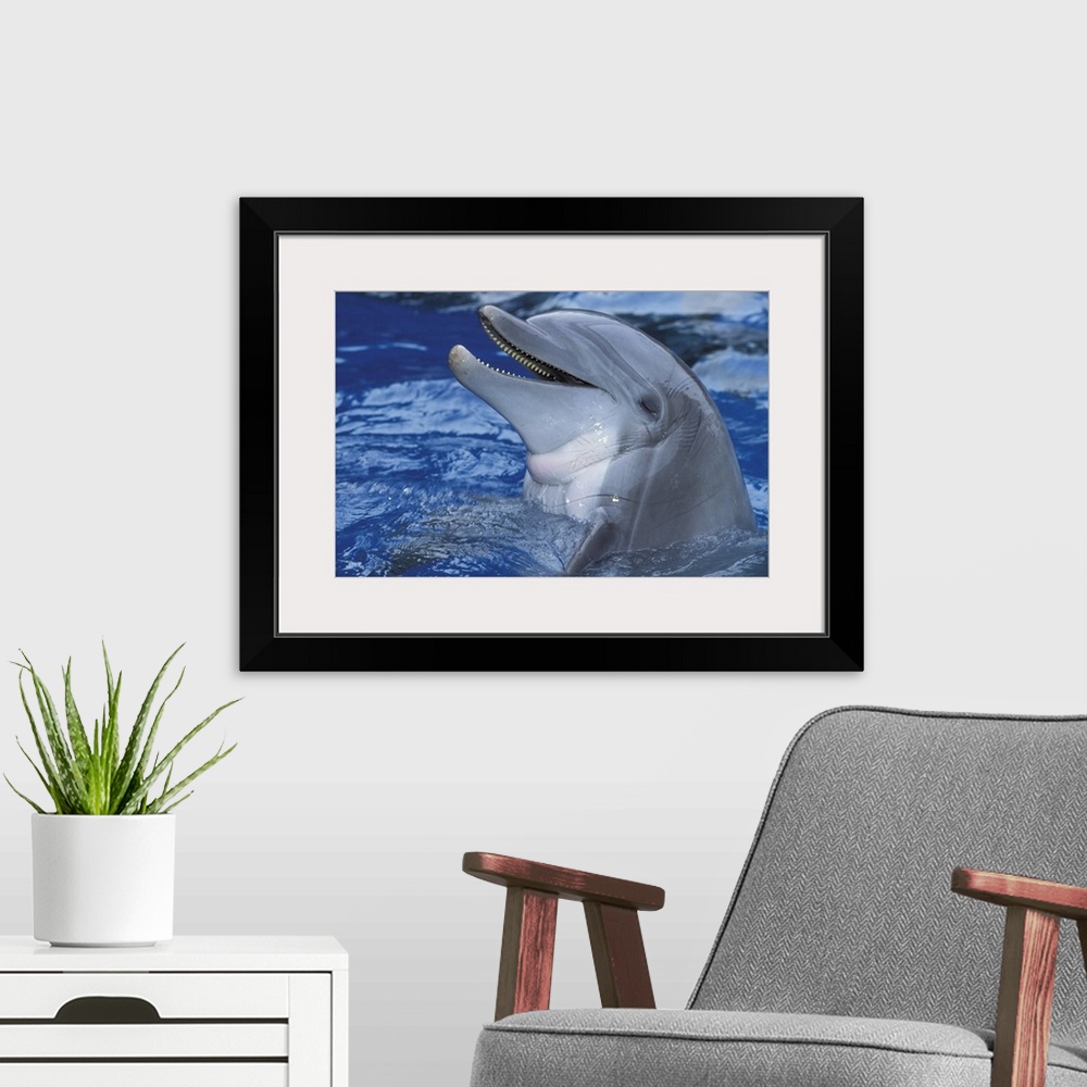 A modern room featuring Dolphin
