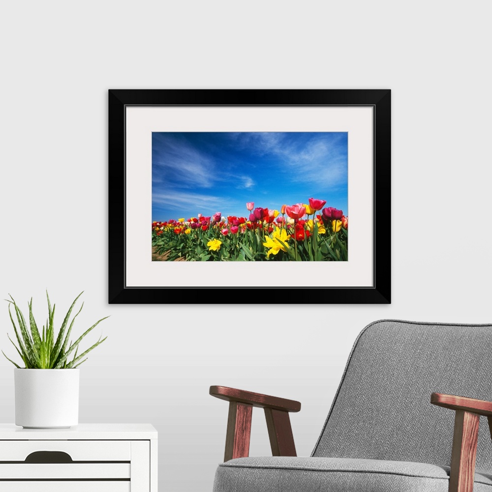A modern room featuring Field of blooming tulip flowers, Willamette Valley, Oregon, united states,