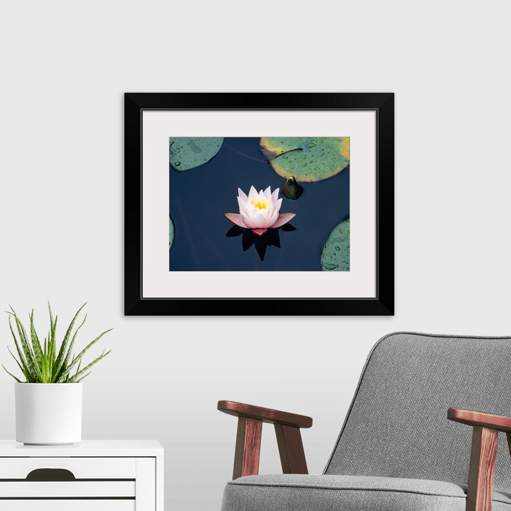 A modern room featuring Photograph of a lily flower and lily pads upon the water in Japan.
