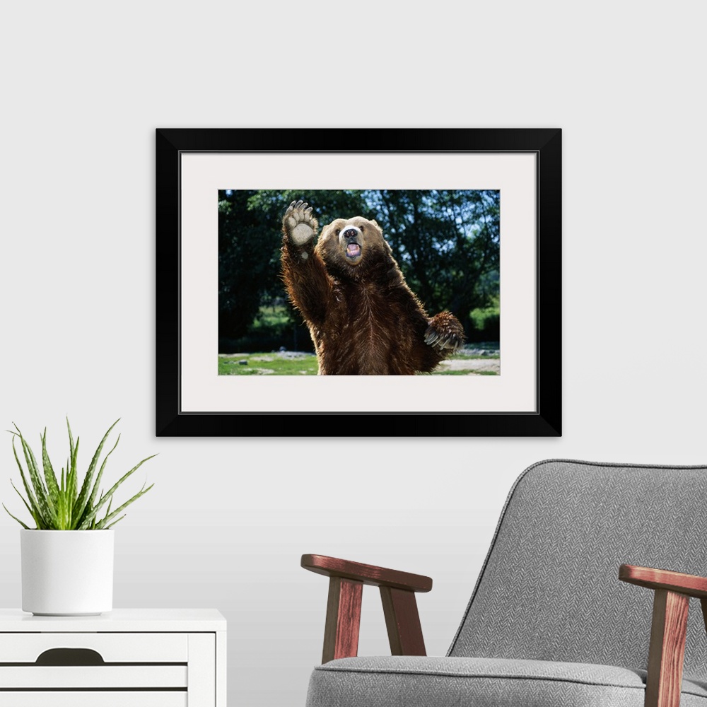 A modern room featuring This large piece is a picture taken of a brown bear standing on it's back two legs with one paw i...
