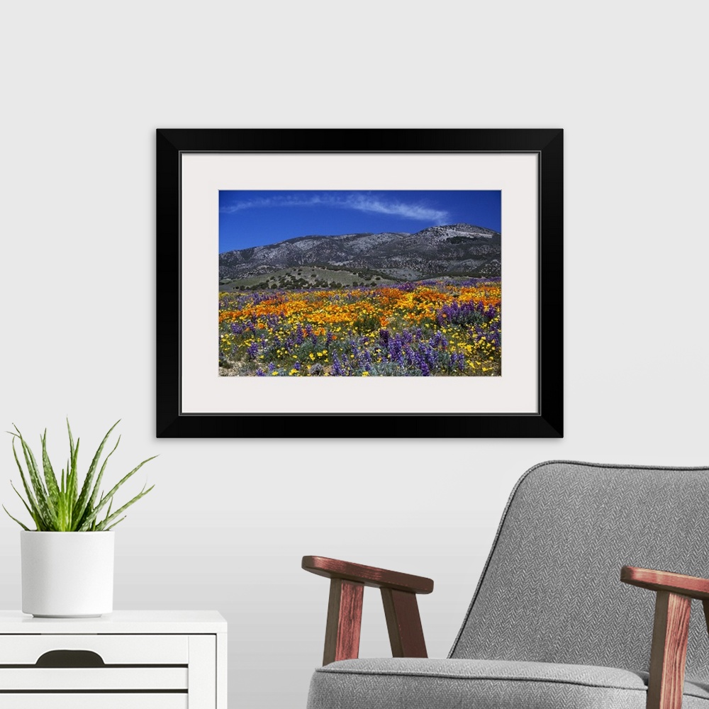 A modern room featuring Horizontal photograph on large canvas of a vibrant poppy field, mountains in the distance under a...