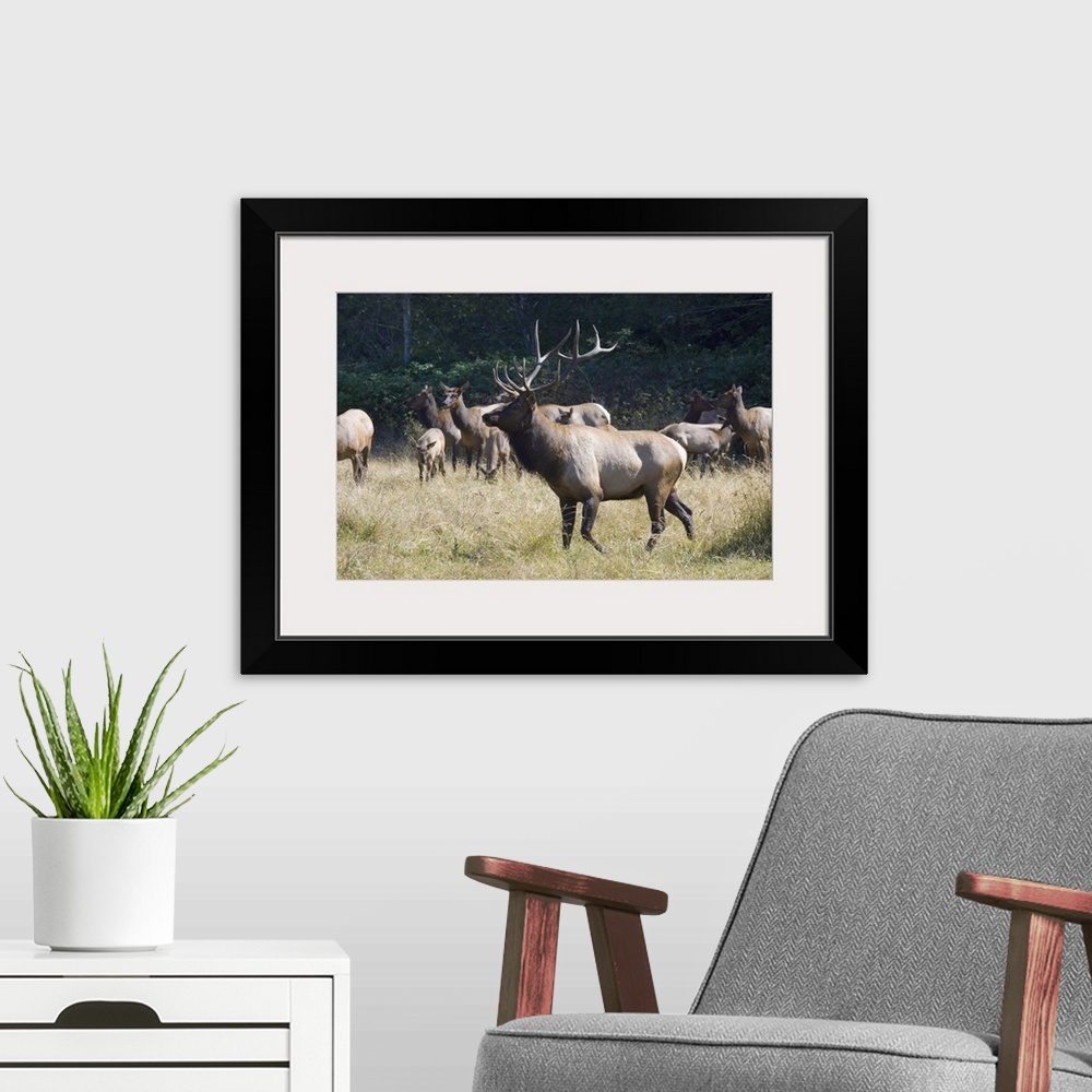 A modern room featuring Roosevelt Bull Elk With Herd
