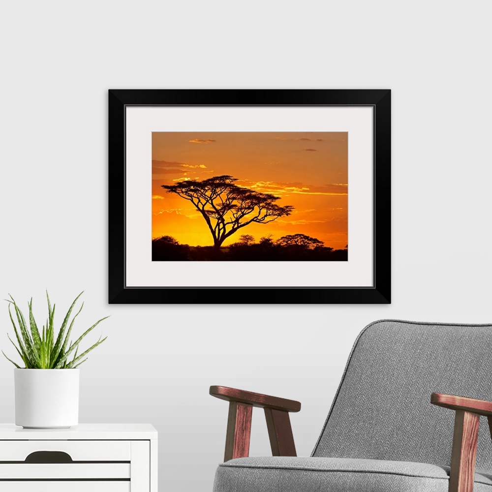 A modern room featuring A dark tree stands out from the African savannah as the sun sets behind it and outlines the cloud...