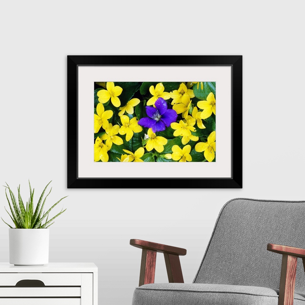A modern room featuring Single Blue Violet Flower (Viola Adunca) In Bloom Among Stream Violet Flowers (Viola Glabella)