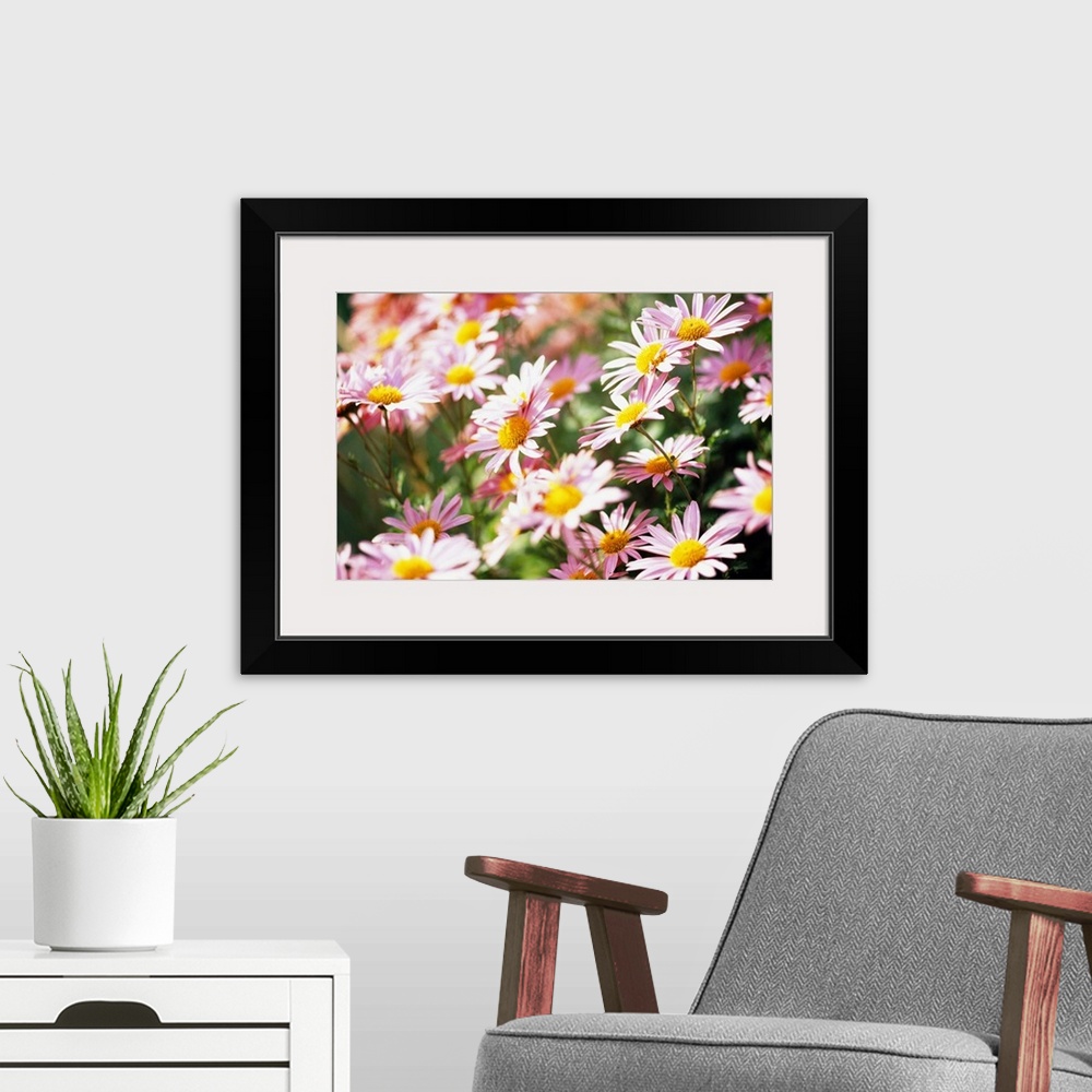 A modern room featuring Close-up photograph of newly blossomed wildflowers. Vibrant tones in foreground and contrasted by...