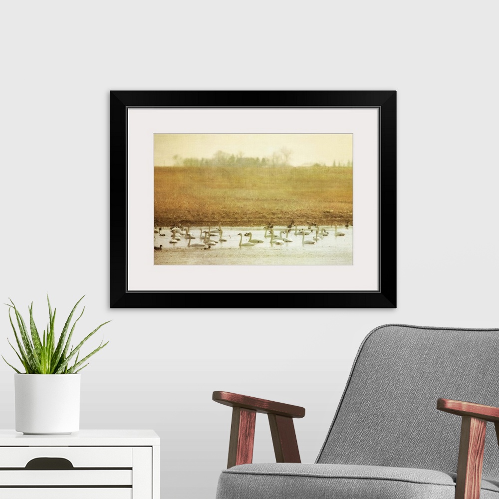 A modern room featuring A large group of Tundra Swans swimming in a pond in an empty field.