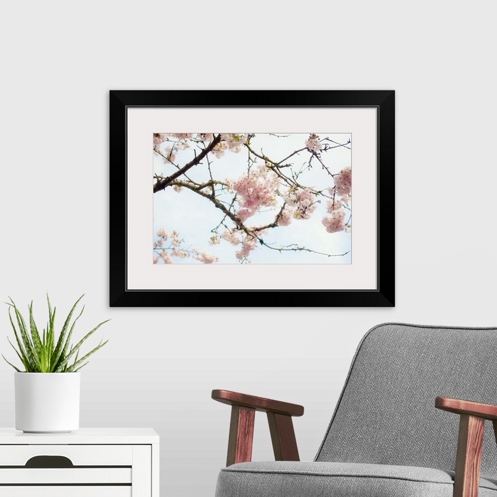 A modern room featuring Photograph of tree branches with bright soft pink flowers on them.