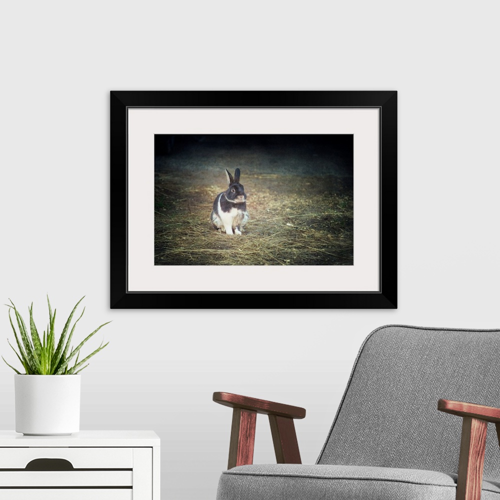 A modern room featuring A photo with a vignette of a bunny fixed on a pile of loose grass.