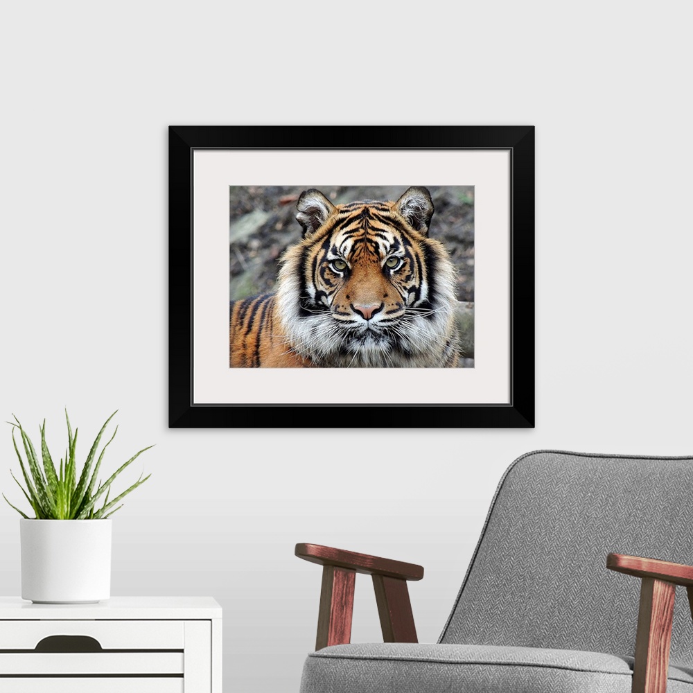 A modern room featuring Portrait of a tiger with an intense expression.