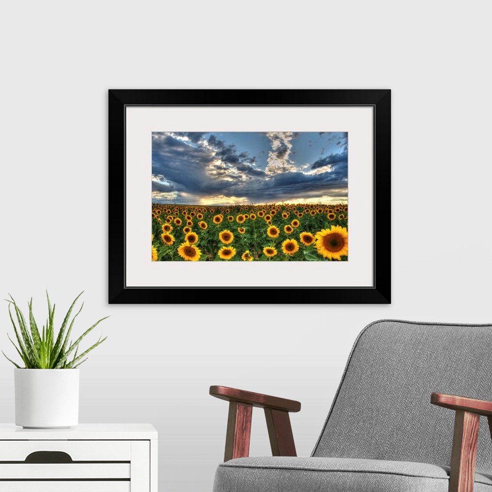 A modern room featuring Sunflower field in Colorado under dramatic clouds.