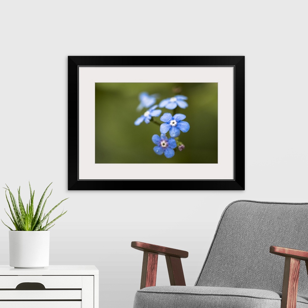 A modern room featuring Close up photograph of blue Alpine Forget-Me-Not.