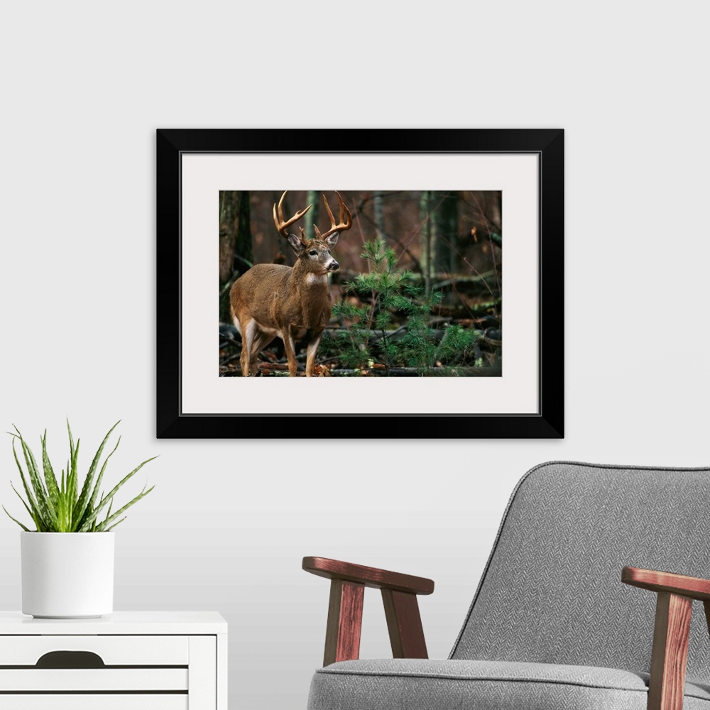 A modern room featuring National Geographic photograph of a large antlered deer in the forest.