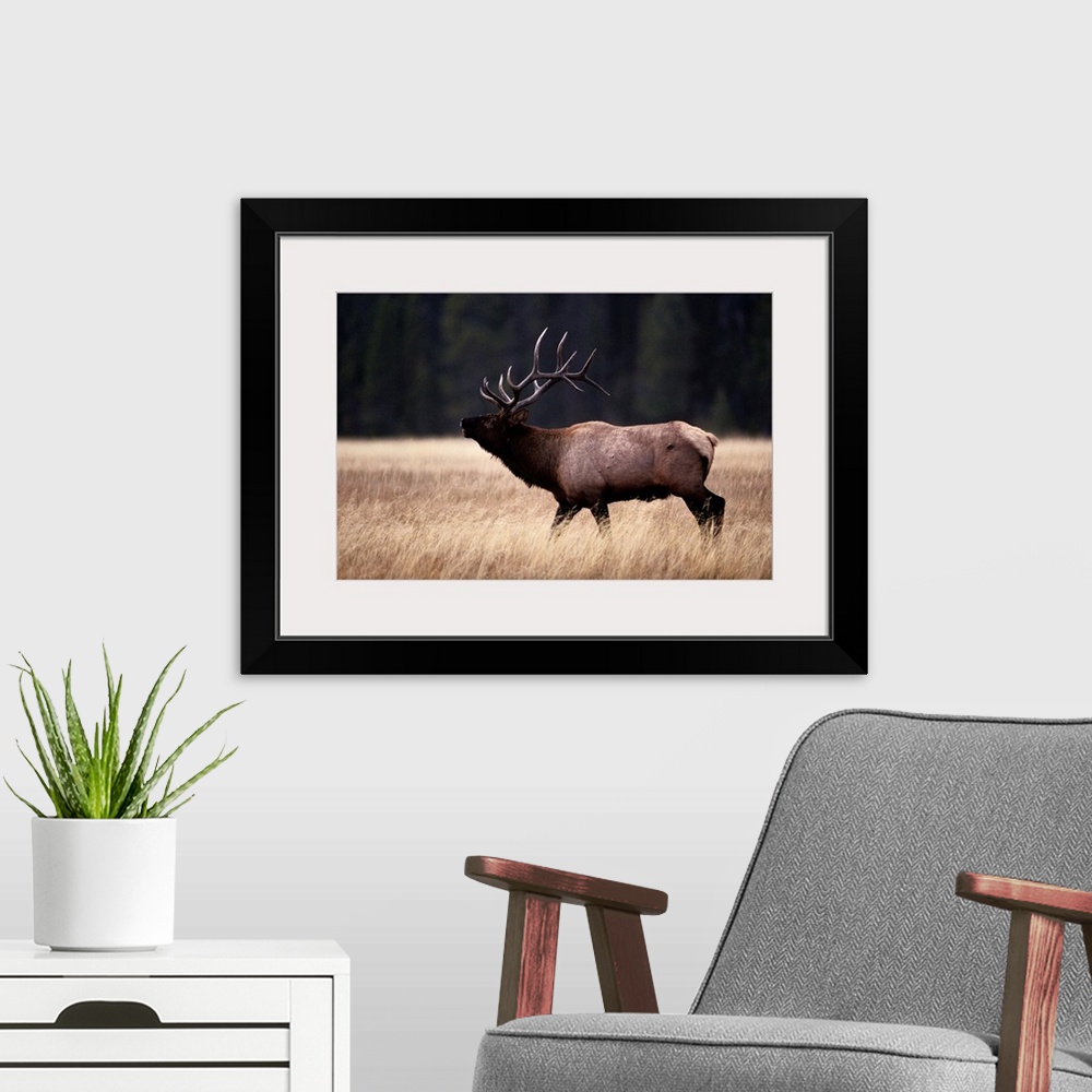 A modern room featuring Bull elk (Cervus elaphus).