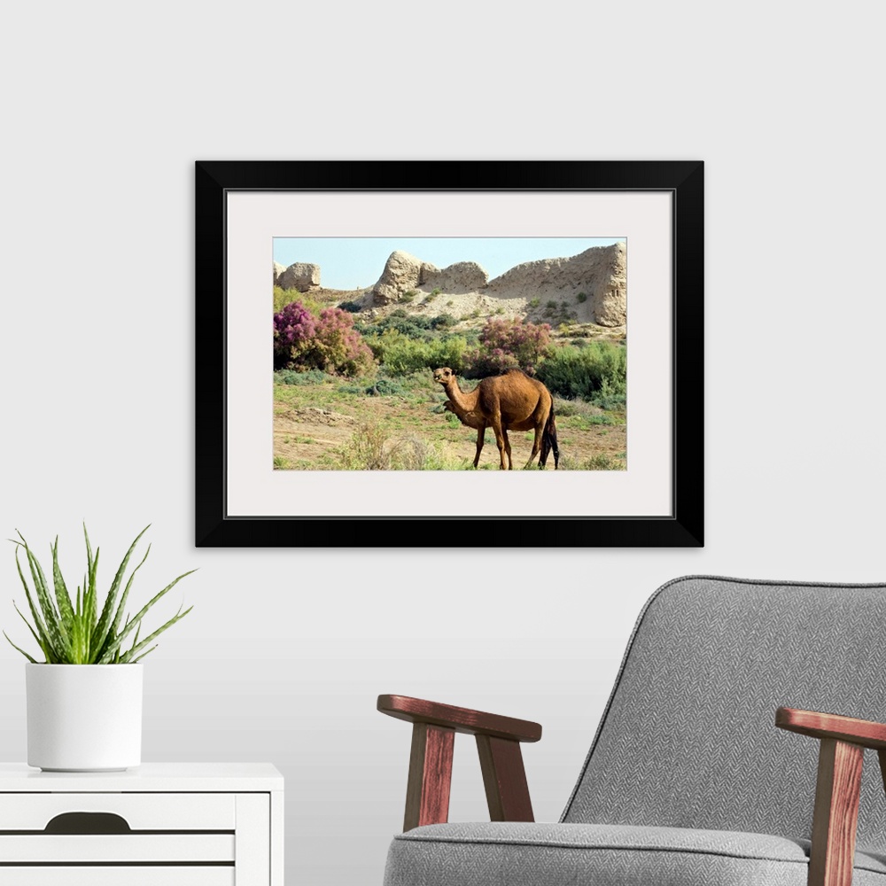 A modern room featuring Camels, Ancient Merv, Mary, Turkmenistan, Central Asia, Asia