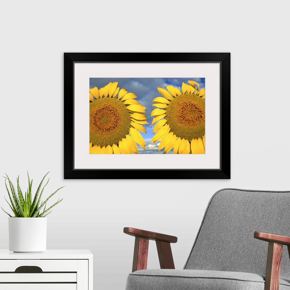 A modern room featuring Close-up of two sunflower heads in the Spanish sun, Spain, Europe