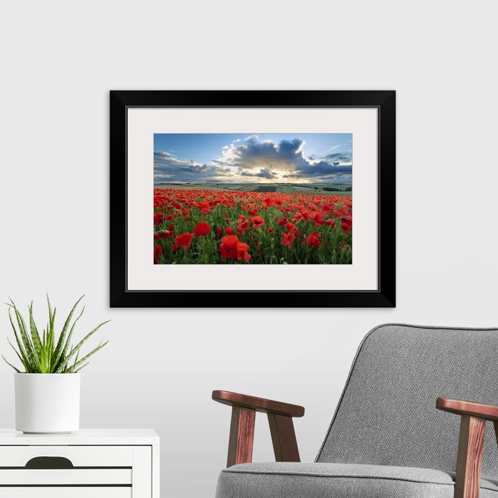 A modern room featuring Mass of red poppies growing in field in Lambourn Valley at sunset, East Garston, West Berkshire, ...