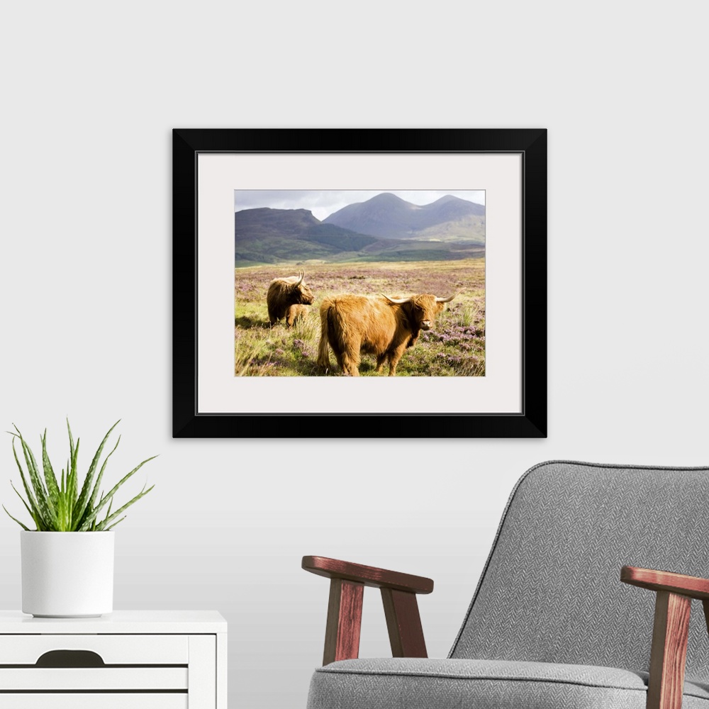 A modern room featuring Pair of Highland cows grazing among heather, Isle of Skye, Highlands, Scotland