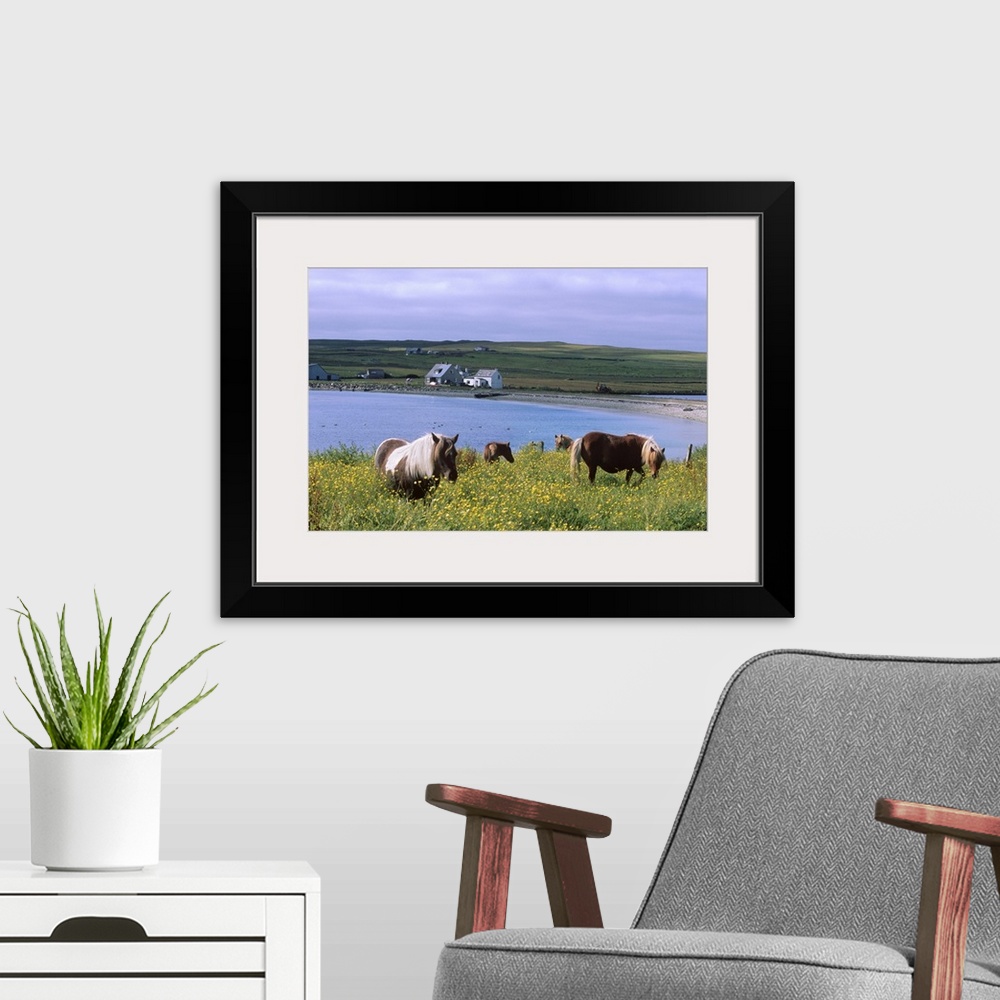 A modern room featuring Shetland ponies, Unst, Shetland Islands, Scotland, UK