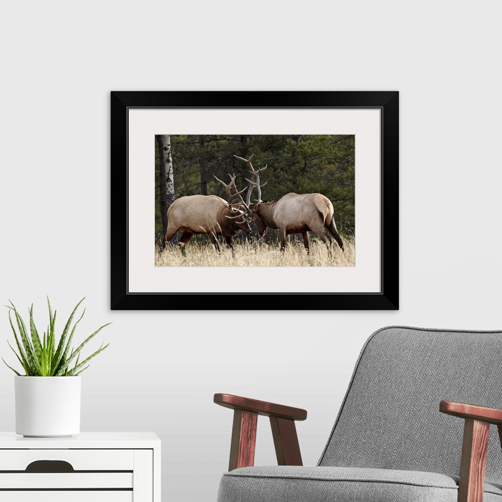 A modern room featuring Two bull elk sparring during the rut, Jasper National Park, Alberta, Canada