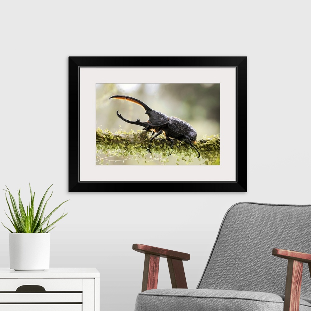 A modern room featuring Male Hercules beetle. The Hercules beetle (Dynastes hercules) is the most famous and largest of t...