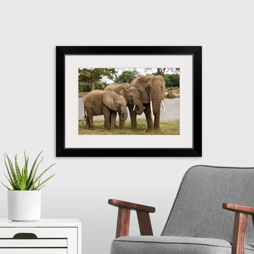 A modern room featuring Wildlife photograph of three elephants standing close together on the African plains.
