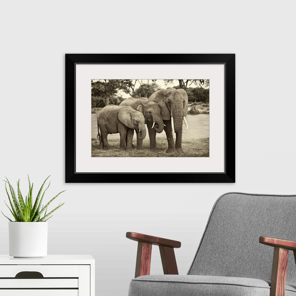 A modern room featuring Large monochromatic photograph showcases a group of three heavy plant-eating mammals displaying t...